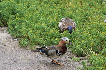 ducks on grass