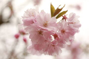 pink cherry blossom in spring