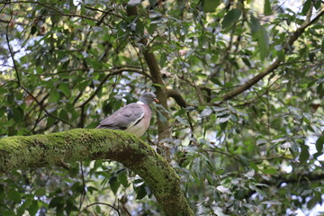 pigeon on a branch