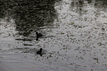 moorhens on pond 