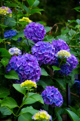紫陽花