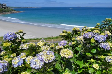 Beautiful hydrangeas ovec a beach in Brittany France