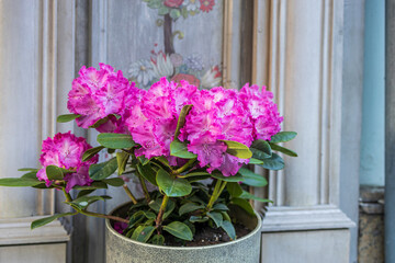 Fototapeta na wymiar The evergreen Rhododendron hybrid Haaga has fully opened its bright pink flowers in the stone pot. Wallpaper