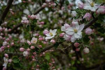 Pink and white apple blossom flowers on tree in springtime
