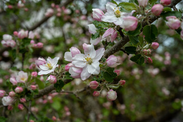 Pink and white apple blossom flowers on tree in springtime