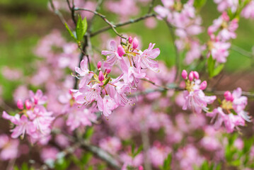 Obraz premium Pink rhododendron flowers in, Cirava, Latvia.