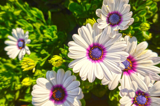 White Dimorphotheca ecklonis, Cape marguerite. White and purple flowers