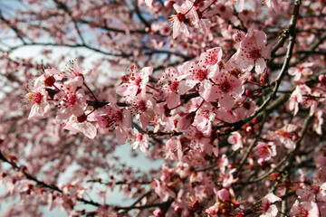 A Decorative Plum Tree in Spring at Full Bloom