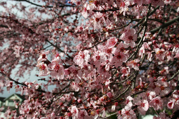A Decorative Plum Tree in Spring at Full Bloom