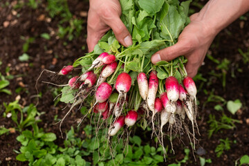 Organically grown French breakfast radish in gardeners hands, Freshly harvested