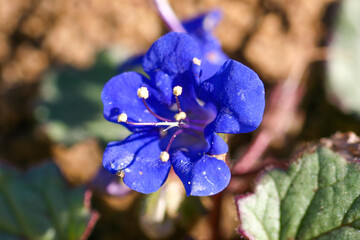 Phacelia Campanularia known by the common names Desertbells, Desert Bluebells, California-bluebell,...
