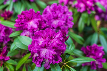 Purple rhododendron flowers, Cirava, Latvia.