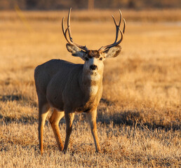 deer in the wild