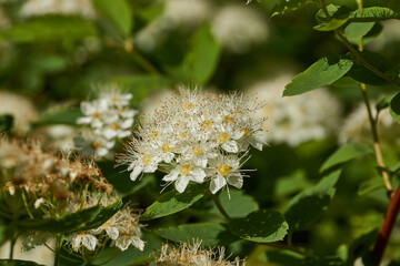 Inflorescences on a spirea bush. Spiraea (lat. Spiraea) is a genus of deciduous ornamental shrubs of the pink family (Rosaceae).
