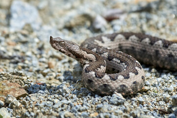 Nose-Horned Viper male in natural habitat (Vipera ammodytes)