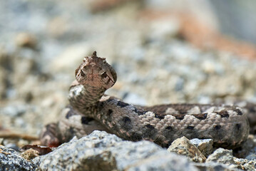Nose-Horned Viper male in natural habitat (Vipera ammodytes)
