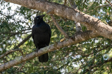 Australian raven (Corvus coronoides)