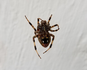 Spider Walking on an Invisible Web