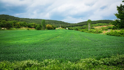 A lush wheat field, poplar trees,, trees hills in spring