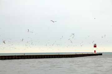 Sea landscape with flock of sea gulls