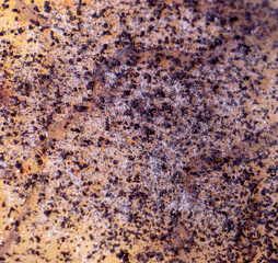 Dangerous mold, bacteria close-up. Concept of dampness, moisture, dust, respiratory problems with allergies, soft focus