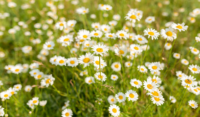 Fototapeta premium Chamomile flower field. Camomile in the nature. Field of camomiles at sunny day at nature