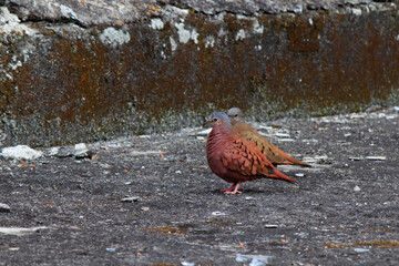 Couple of birds known as Common Ground-Dove (Columbina Passerina), very close inns in a rustic floor illuminated by the soft light of a cloudy day.