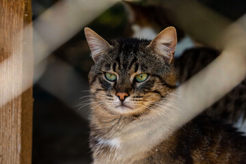 cute cat peeking through the cage. Cat eyes close-up.