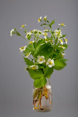 Flowering Fragaria vesca (wild strawberry or Alpine strawberry) in a glass vessel on a gray background