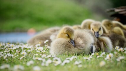 Goslings
