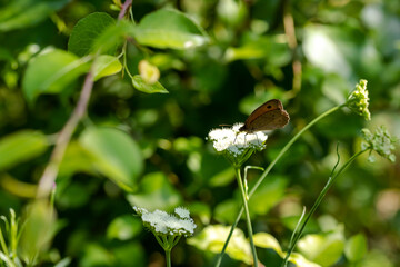 a small orange butterfly that perches on flowers in summer