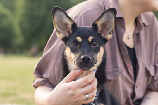 portrait of an Australian kelpie on the outside which is hugged by a woman's hand
