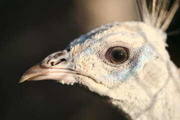 close up portrait of an albino peacock
