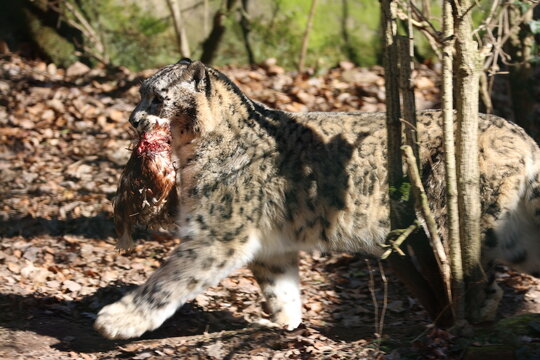 N&uuml;rnberg Tiergarten Zoo Schneeleopard F&uuml;tterung Futter Huhn
