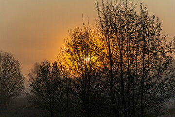 Sunrise in the forest