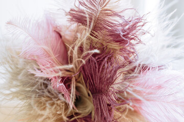 Image nature art of wings bird,Soft pastel detail of design,chicken feather texture,white fluffy twirled on transparent background wallpaper Abstract. Coral Pink color trends and vintage.