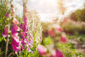 Close up of pink purple foxglove flowers blooming in summer garden. Digitalis in blossom. Floral background - obrazy, fototapety, plakaty