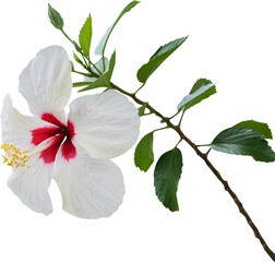 white hibiscus flower isolated - obrazy, fototapety, plakaty