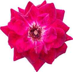 Red rose flower isolated