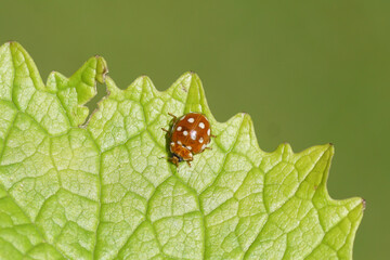 Cream-spot ladybird (Calvia quatuordecimguttata) on a leaf. Family Coccinellidae. Dutch garden. June, Netherlands.