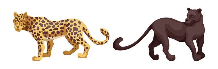 African savannah animals set. Carnivorous mammals, cat families. Cartoon vector graphics.