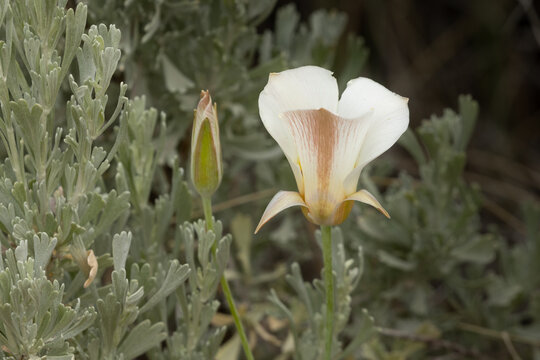 A Sego Lily flower on it's long thin stem emerges from among the leaves of a sage bush in the arid desert of Southern Utah. 
