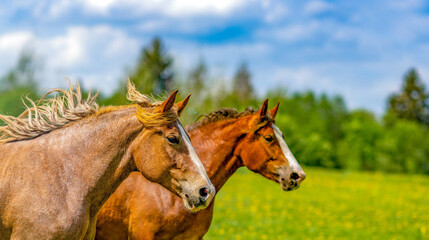 Panoramic portrait of a beautiful brown horse that is grazing in a flowering sunny meadow in a...
