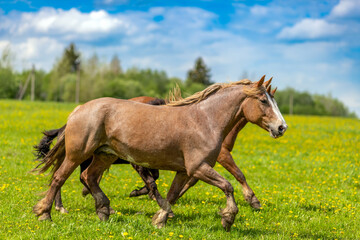 Horses trot across a flowering meadow. Portrait of a thoroughbred draft horse running across the...