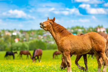 A cute young foal calls his mother and grazes in a beautiful sunny valley in a flowering field with...