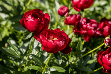 Paeonia Buckeye Belle flowers in garden. Paeonia lactiflora Chinese peony or common garden peony © Olga Seyfutdinova 