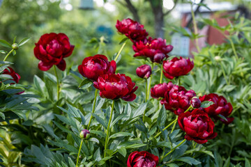 Obraz na płótnie Canvas Paeonia Buckeye Belle flowers in garden. Paeonia lactiflora Chinese peony or common garden peony