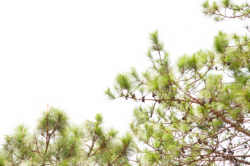 pine leaves isolated