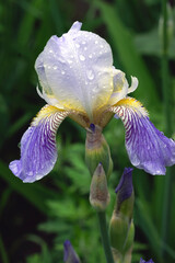 white-blue iris in dew drops in the flower garden