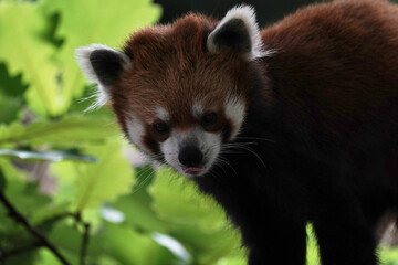 red panda closed up